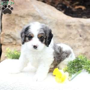 Clover, Cavapoo Puppy